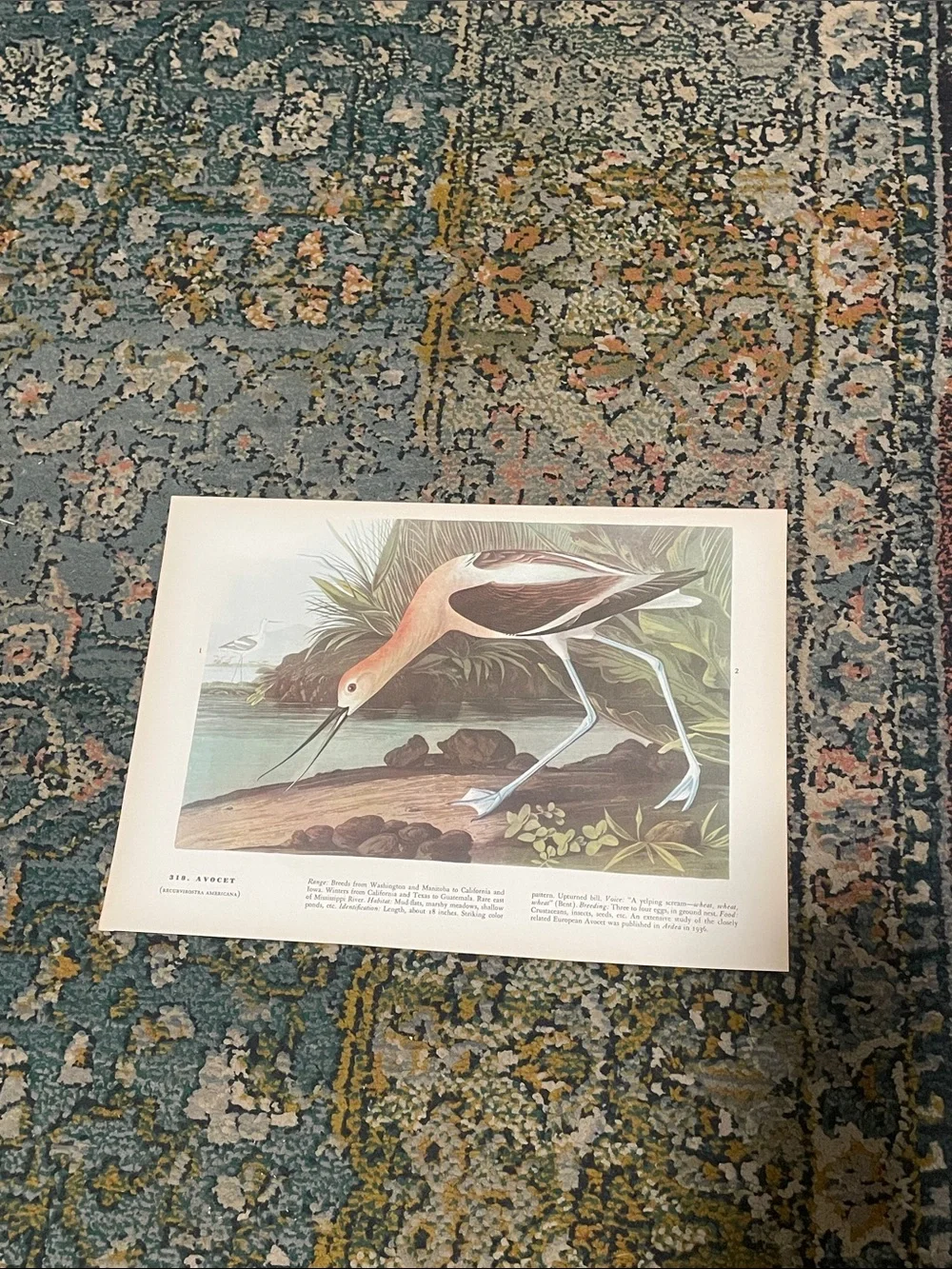 🖤5/$25 Vintage Avocet Bird Wall Art Print in Blue and Cream